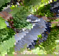 Marcus Hill Vineyard - Accommodation Tasmania