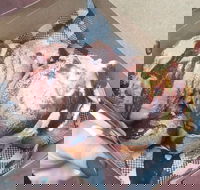 Tommy Sugo - Accommodation Tasmania