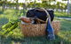 Rowlee Wines Picnic Hamper - thumb 0