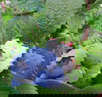 Tuckerberry Hill - Accommodation Tasmania