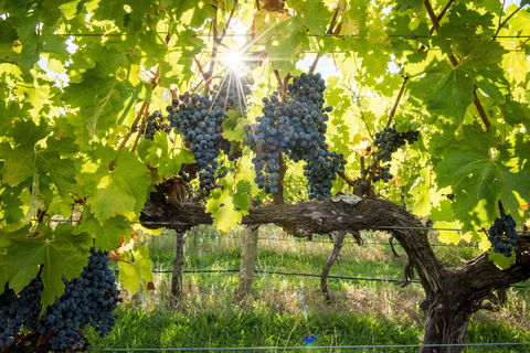 Ross Hill Wines - Accommodation Tasmania 1