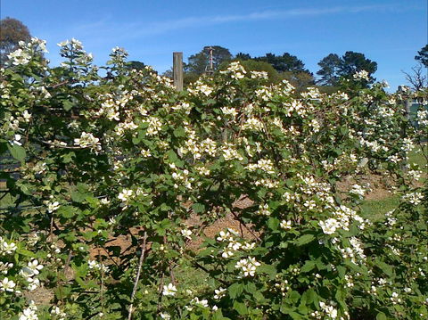 Huntley Berry Farm - Accommodation Tasmania 0