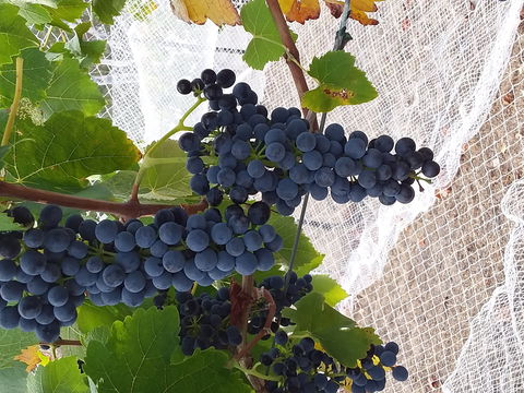 Clayfield Wines - Accommodation Tasmania 1
