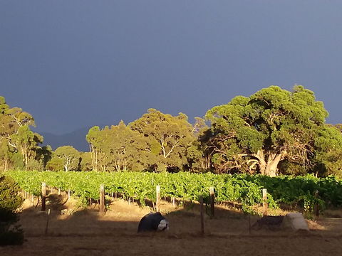 Clayfield Wines - Accommodation Tasmania 2