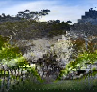 Mount Majura Vineyard - Accommodation Tasmania