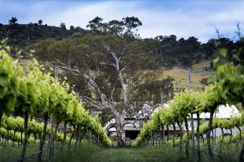 Mount Majura Vineyard - Accommodation Tasmania 0