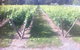 Providence Vineyards - thumb 1