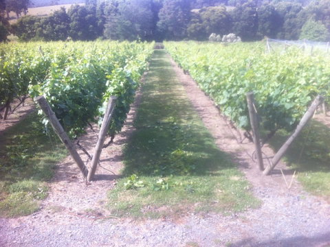 Providence Vineyards - Accommodation Tasmania 1