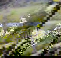 Barrgowan Vineyard - Accommodation Tasmania