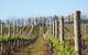 Philip Shaw Wines - thumb 1