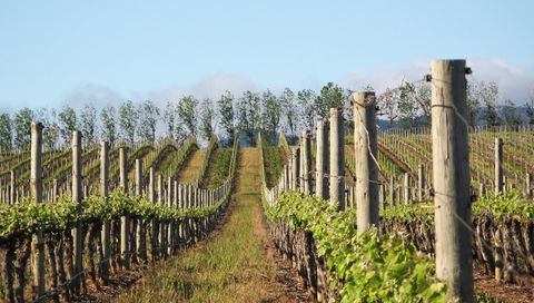 Philip Shaw Wines - Accommodation Tasmania 1