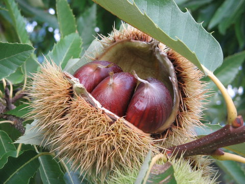 Tweenhills Chestnuts - Accommodation Tasmania 1