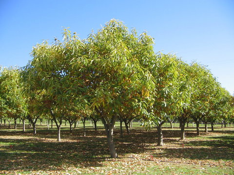 Tweenhills Chestnuts - Accommodation Tasmania 2