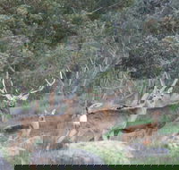 Hahndorf Venison - Accommodation Tasmania