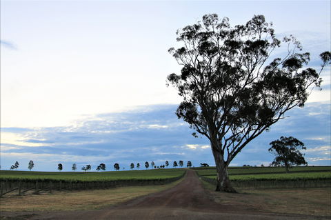 Two Rivers Wines - Accommodation Tasmania 1