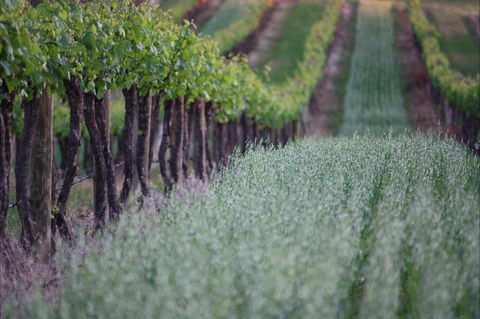 Two Rivers Wines - Accommodation Tasmania 2