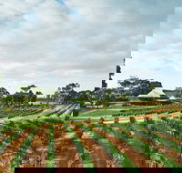 Vasse Felix Winery - Accommodation Tasmania