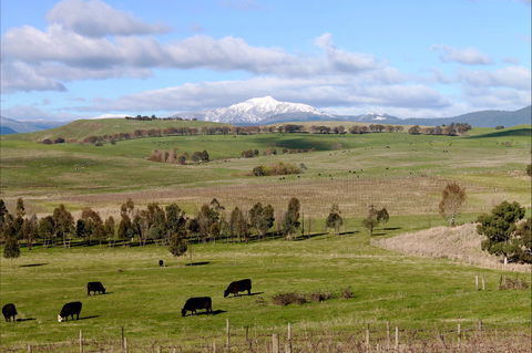 Delatite Winery - Accommodation Tasmania 0
