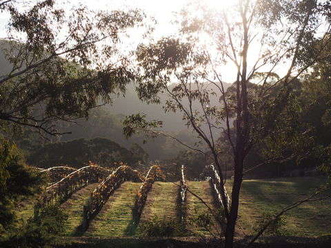 Mountainside Wines - Accommodation Tasmania 1