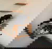 Hobart Cat Cafe - Accommodation Tasmania