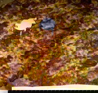 Pizza Riviera - Accommodation Tasmania