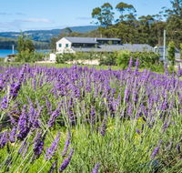 Port Arthur Lavender - Accommodation Tasmania