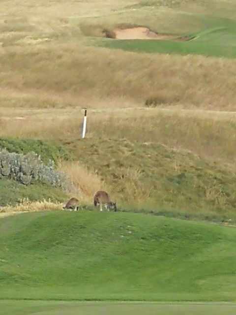 Peninsula Bar & Restaurant - Accommodation Tasmania 2