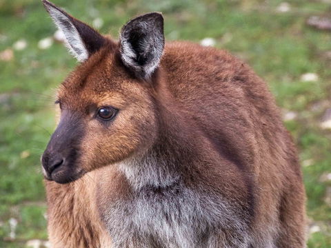 Mercure Kangaroo Island Lodge - Accommodation Tasmania 15