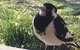 Finches Canberra - thumb 26