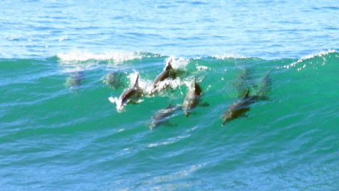 Mollymook Beach Waterfront - Accommodation Tasmania 4