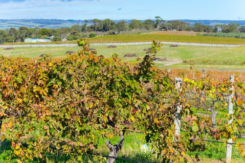 Sun & Surf Aldinga Beach Apartment - Accommodation Tasmania 15