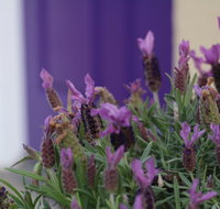 The Purple Door on Seaview - Accommodation Tasmania