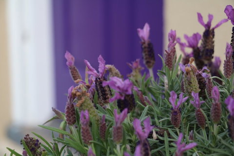 The Purple Door On Seaview - Accommodation Tasmania 0