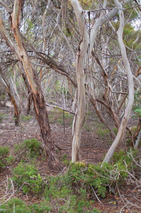 Kestrel Downs - Accommodation Tasmania 19