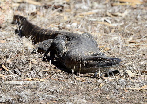 Sea Dragon Kangaroo Island - Accommodation Tasmania 24