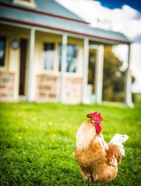 Barossa Vineyard Cottages - Accommodation Tasmania 39
