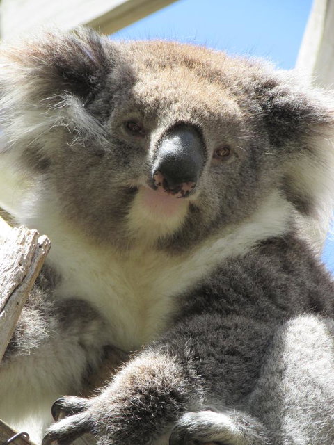 Lazy Days Cottage - Victor Harbor - Accommodation Tasmania 10