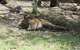 Lazy Days Cottage - Victor Harbor - thumb 11