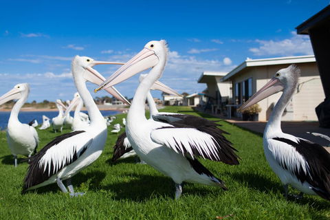 Modra\'s Apartments - Accommodation Tasmania 13