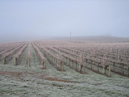 Vineyard Cottage BnB - Accommodation Tasmania 12