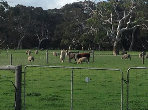 Breakaway Farmstay - Accommodation Tasmania 6