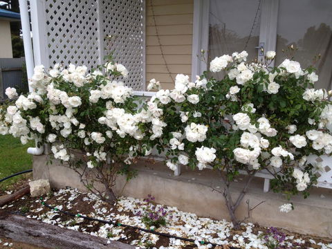 Railway Cottage In Beachport - Accommodation Tasmania 12