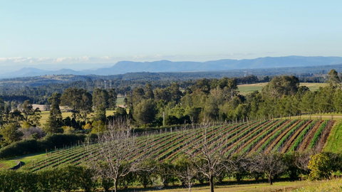 Grapevines Boutique Accommodation - Accommodation Tasmania 21