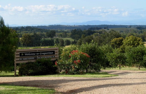 Grapevines Boutique Accommodation - Accommodation Tasmania 15