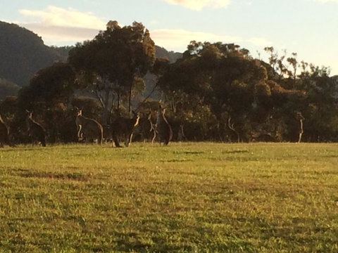Grapevines Boutique Accommodation - Accommodation Tasmania 26