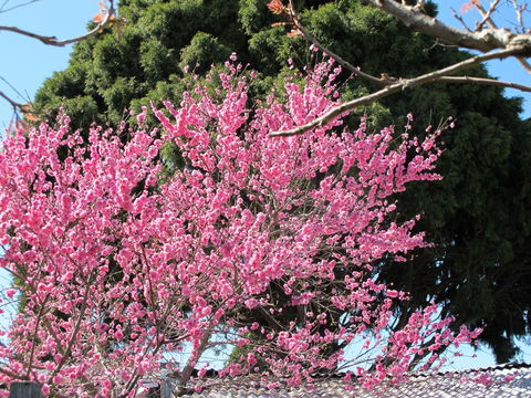Apple Tree Cottage - Accommodation Tasmania 31