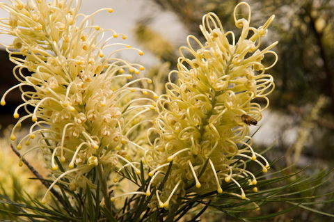 Ironstone Estate Lovedale - Accommodation Tasmania 36