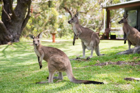 By The Beach B&B Self Contained Apartments - Accommodation Tasmania 16