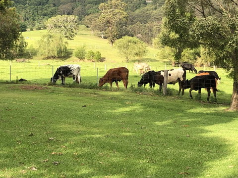 Arcadia - The Barn Cottage & Rosehill Cottage - Accommodation Tasmania 26