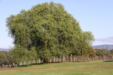 Adina Vineyard - Accommodation Tasmania 17